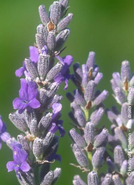 © Hortival Diffusion - Tous droits réservés