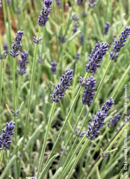 © Hortival Diffusion - Tous droits réservés