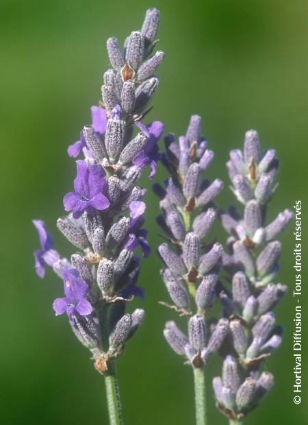 © Hortival Diffusion - Tous droits réservés