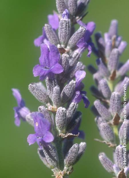 © Hortival Diffusion - Tous droits réservés