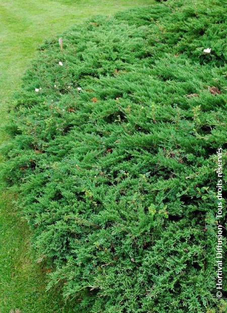 © Hortival Diffusion - Tous droits réservés