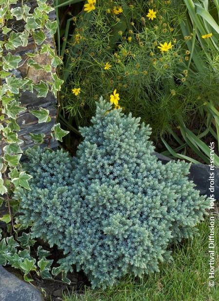 © Hortival Diffusion - Tous droits réservés