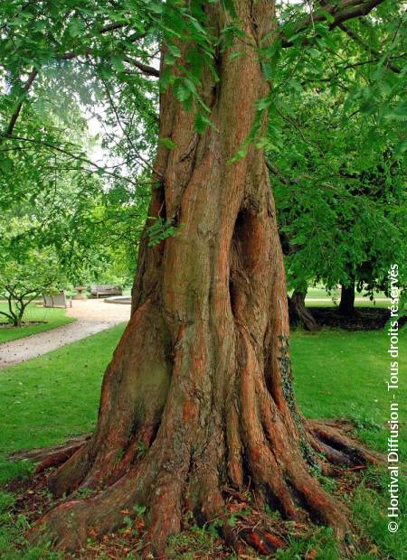 © Hortival Diffusion - Tous droits réservés