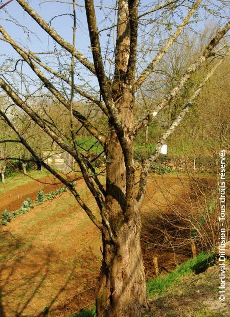 © Hortival Diffusion - Tous droits réservés