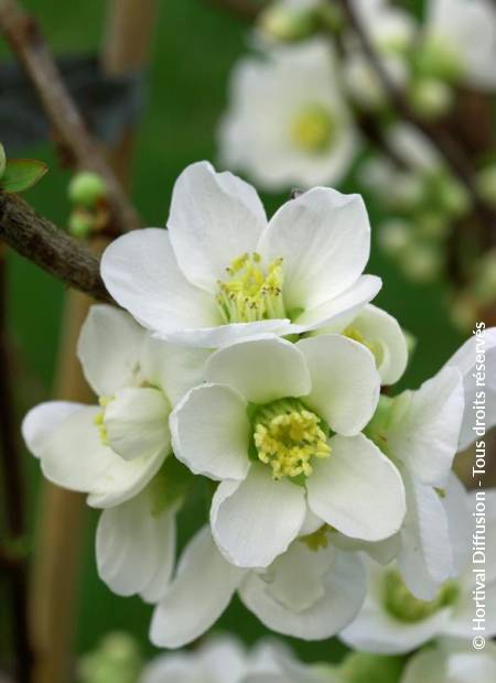 © Hortival Diffusion - Tous droits réservés