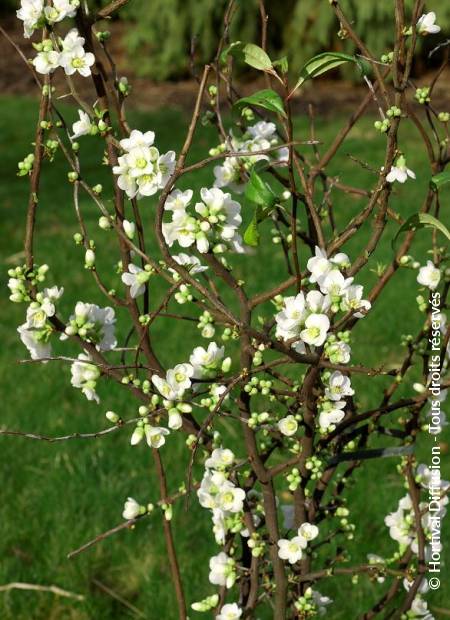 © Hortival Diffusion - Tous droits réservés