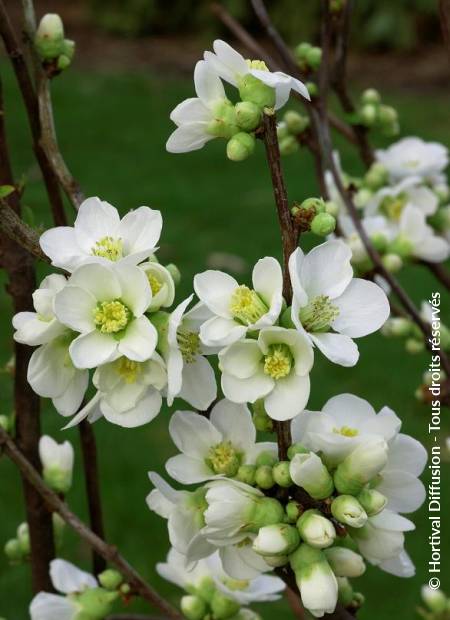 © Hortival Diffusion - Tous droits réservés