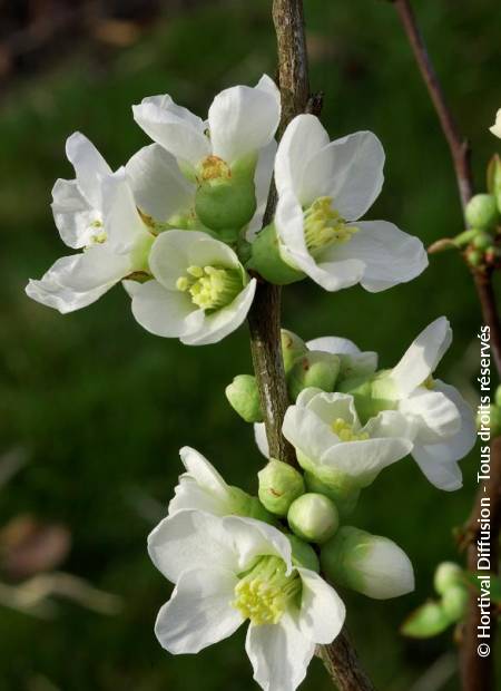 © Hortival Diffusion - Tous droits réservés