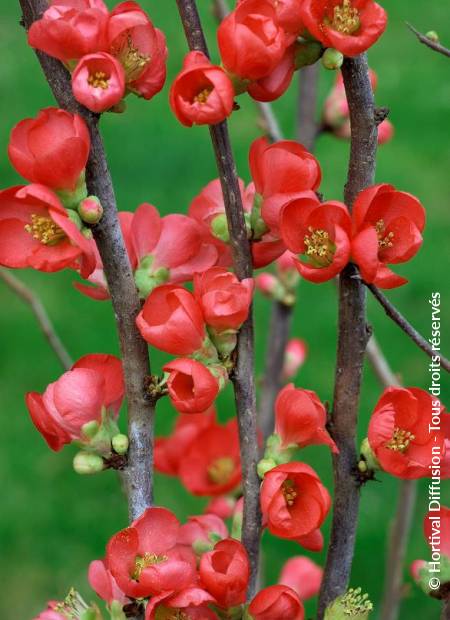 © Hortival Diffusion - Tous droits réservés