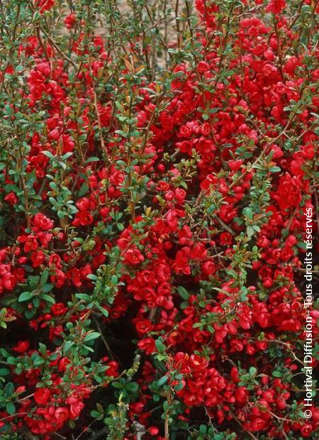 © Hortival Diffusion - Tous droits réservés