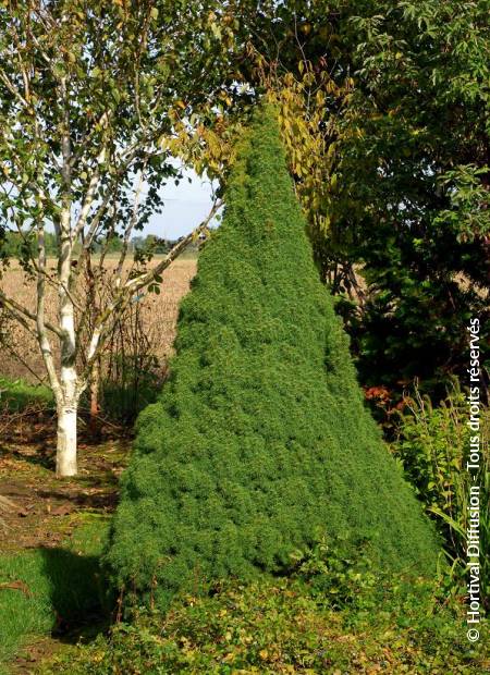 © Hortival Diffusion - Tous droits réservés