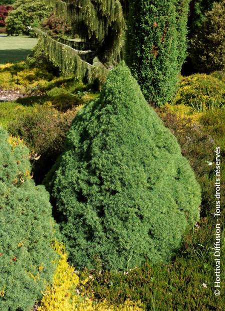 © Hortival Diffusion - Tous droits réservés