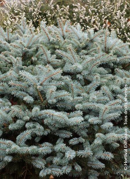 © Hortival Diffusion - Tous droits réservés