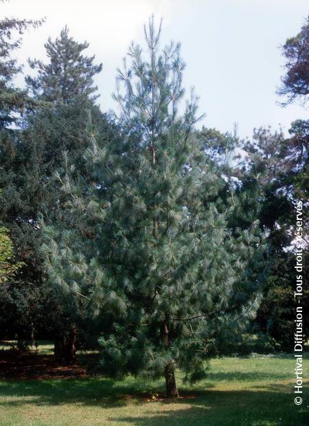 © Hortival Diffusion - Tous droits réservés