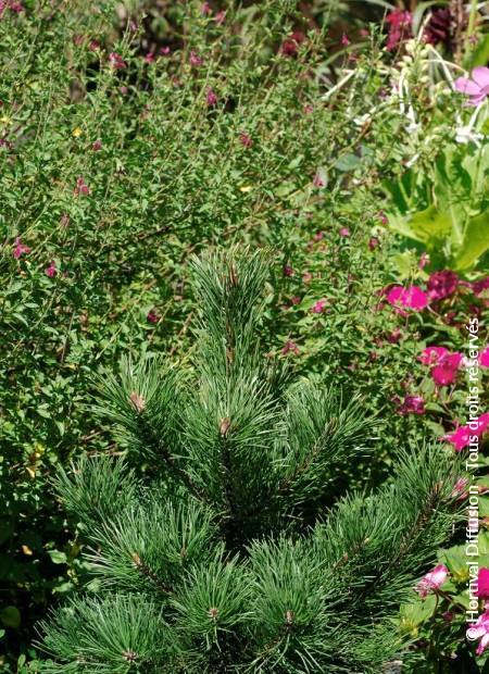 © Hortival Diffusion - Tous droits réservés