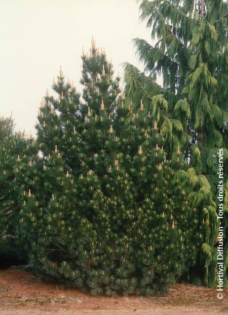 © Hortival Diffusion - Tous droits réservés