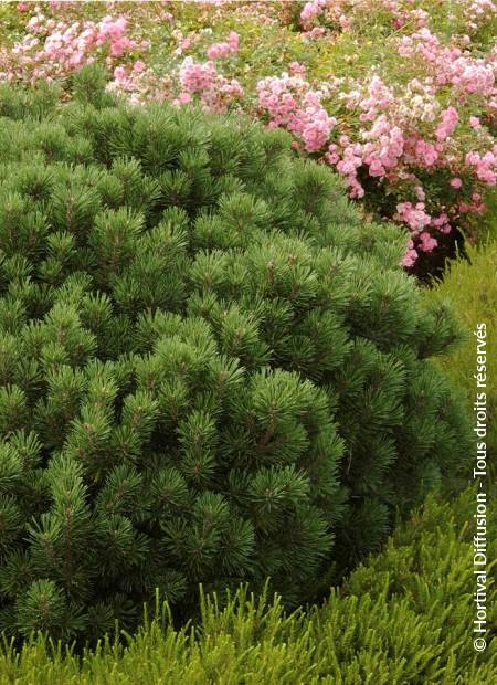 © Hortival Diffusion - Tous droits réservés