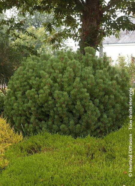 © Hortival Diffusion - Tous droits réservés