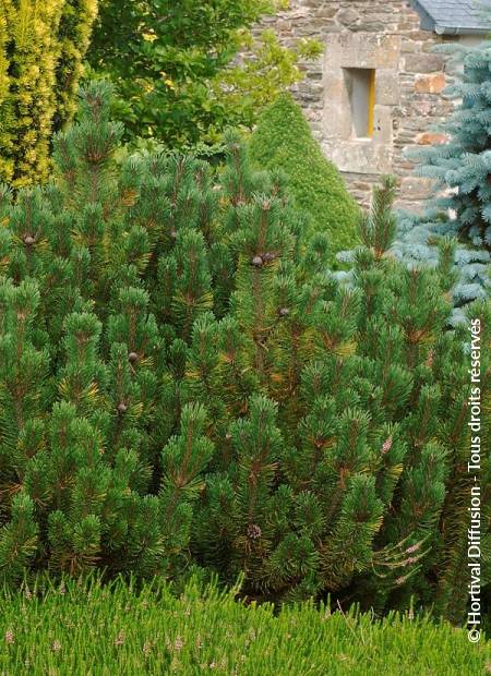 © Hortival Diffusion - Tous droits réservés