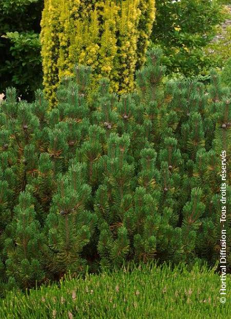 © Hortival Diffusion - Tous droits réservés