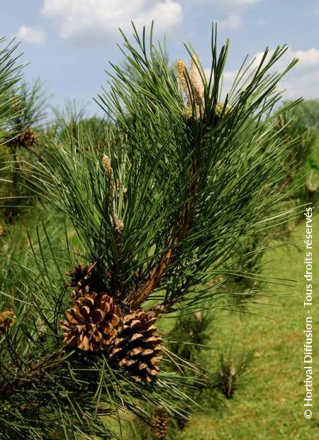 © Hortival Diffusion - Tous droits réservés