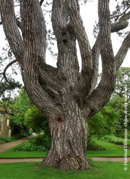 © Hortival Diffusion - Tous droits réservés