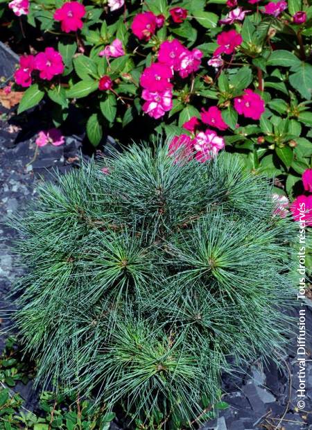 © Hortival Diffusion - Tous droits réservés