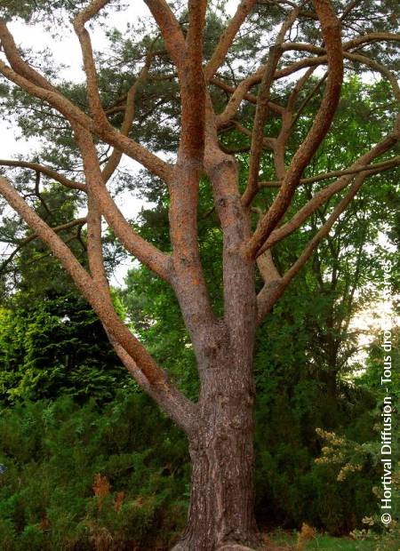 © Hortival Diffusion - Tous droits réservés