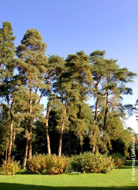 © Hortival Diffusion - Tous droits réservés