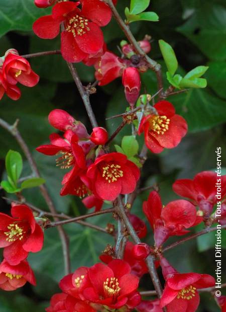 © Hortival Diffusion - Tous droits réservés