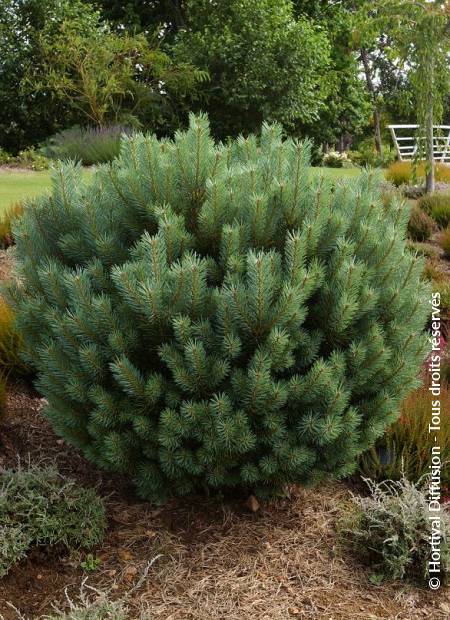 © Hortival Diffusion - Tous droits réservés