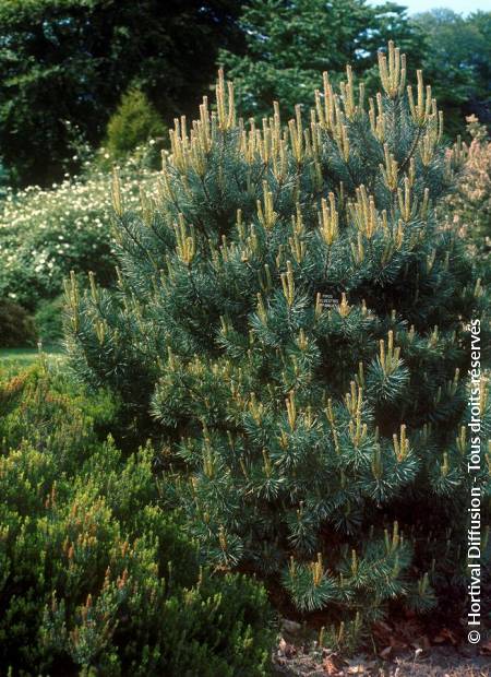 © Hortival Diffusion - Tous droits réservés