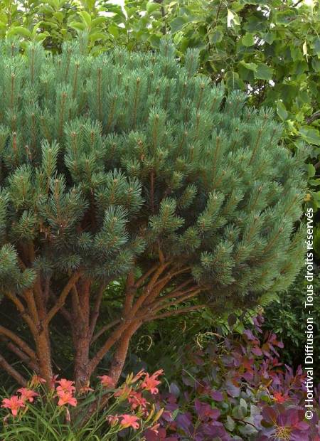 © Hortival Diffusion - Tous droits réservés