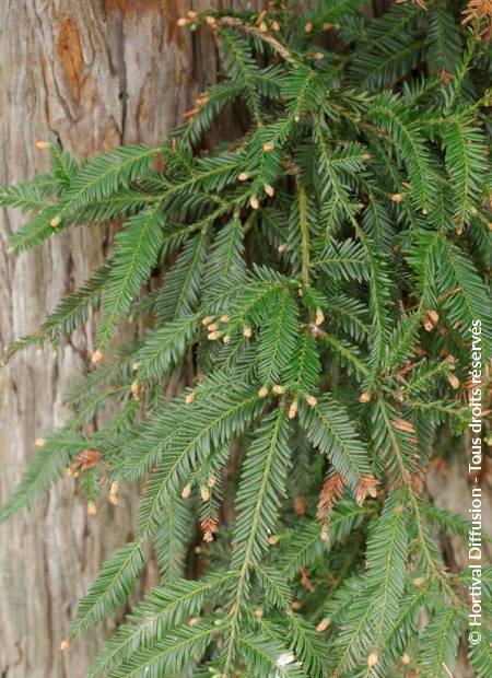 © Hortival Diffusion - Tous droits réservés