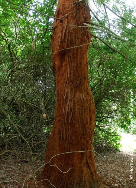 © Hortival Diffusion - Tous droits réservés