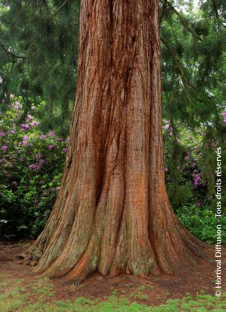 © Hortival Diffusion - Tous droits réservés