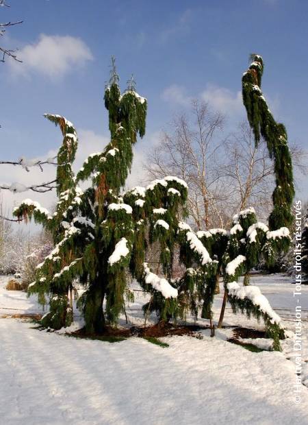 © Hortival Diffusion - Tous droits réservés