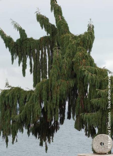 © Hortival Diffusion - Tous droits réservés