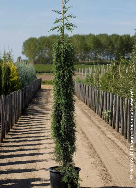 © Hortival Diffusion - Tous droits réservés