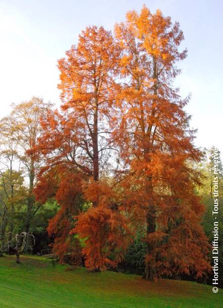 © Hortival Diffusion - Tous droits réservés