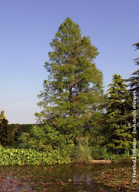 © Hortival Diffusion - Tous droits réservés