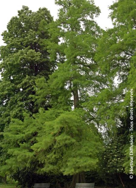 © Hortival Diffusion - Tous droits réservés