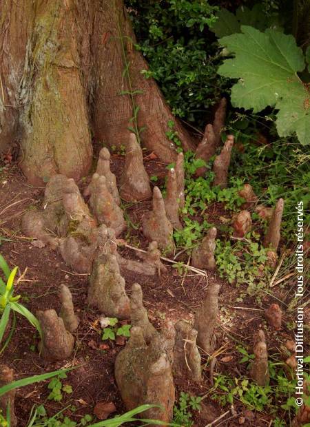 © Hortival Diffusion - Tous droits réservés