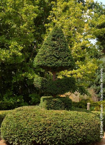 © Hortival Diffusion - Tous droits réservés