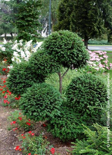 © Hortival Diffusion - Tous droits réservés