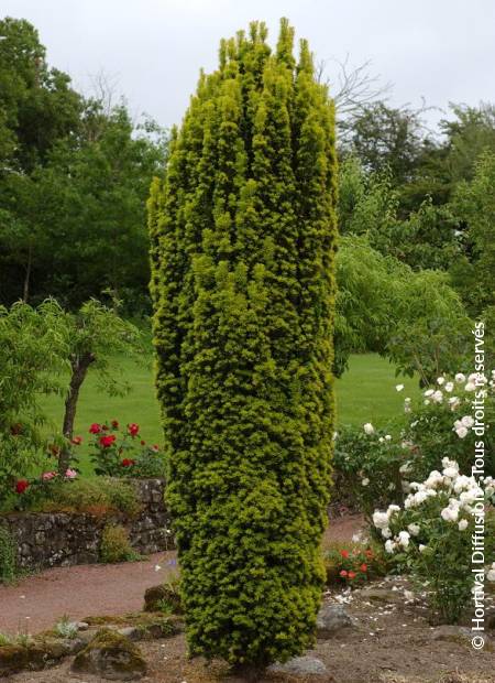 © Hortival Diffusion - Tous droits réservés