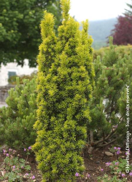 © Hortival Diffusion - Tous droits réservés