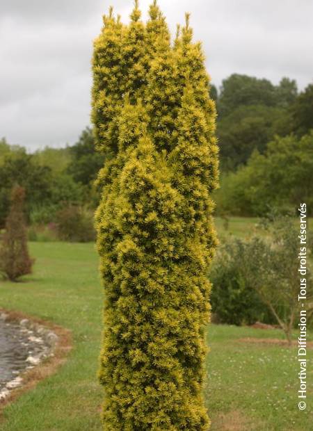 © Hortival Diffusion - Tous droits réservés