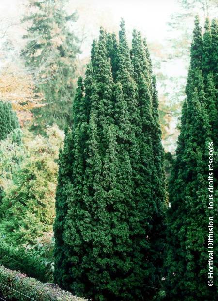 © Hortival Diffusion - Tous droits réservés