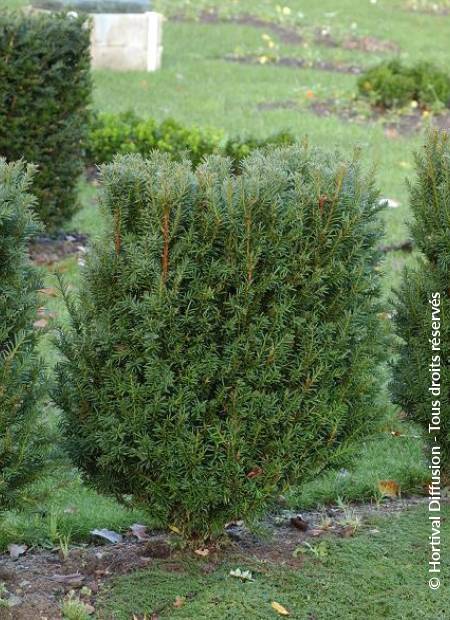 © Hortival Diffusion - Tous droits réservés